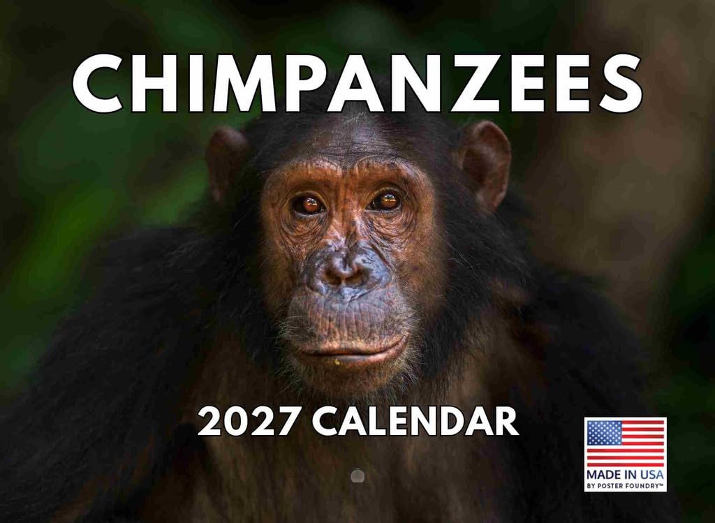 Chimpanzee Calendar 2027 Monthly Wall Calender 12 Month