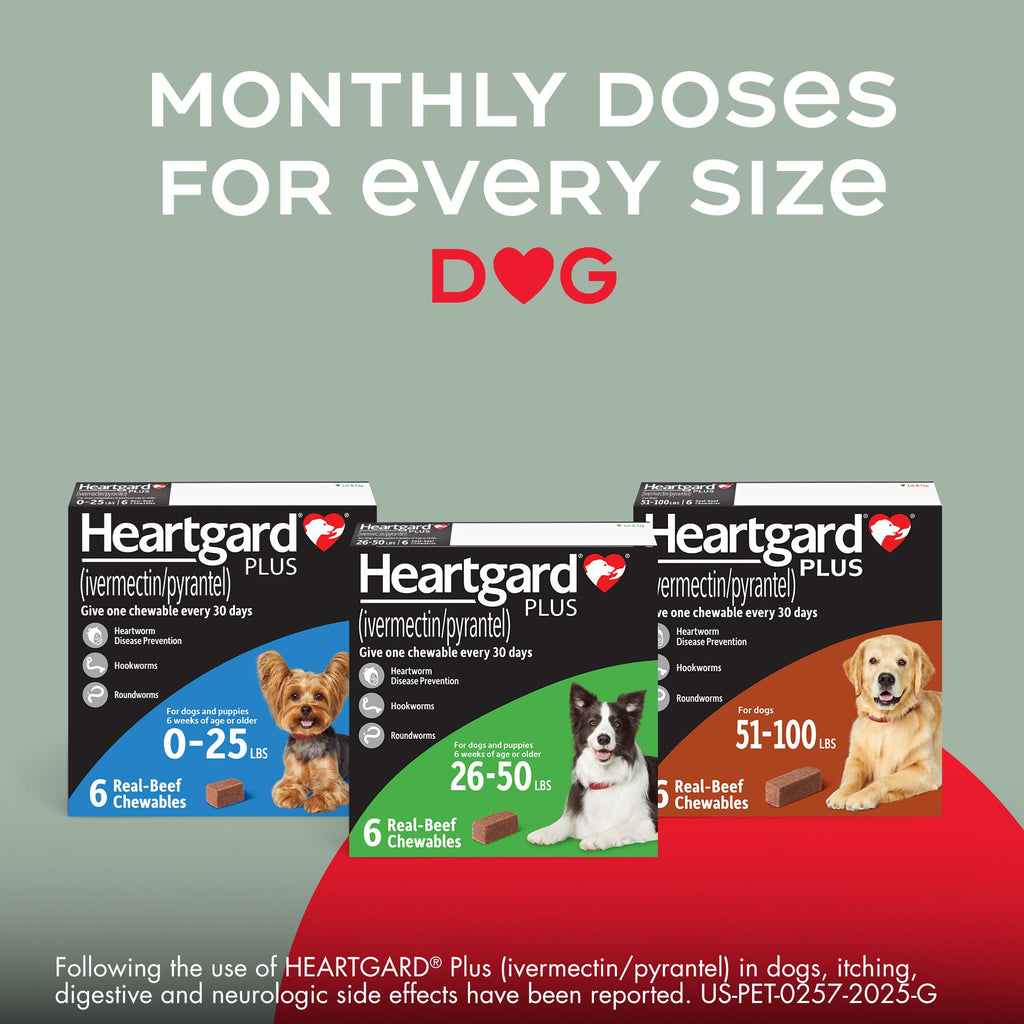 HEARTGARD Plus (ivermectin/pyrantel) Real-Beef Chewables for Dogs 51 -100 lbs (Brown Box) 12 Month Supply of Chews (Pack of 12)
