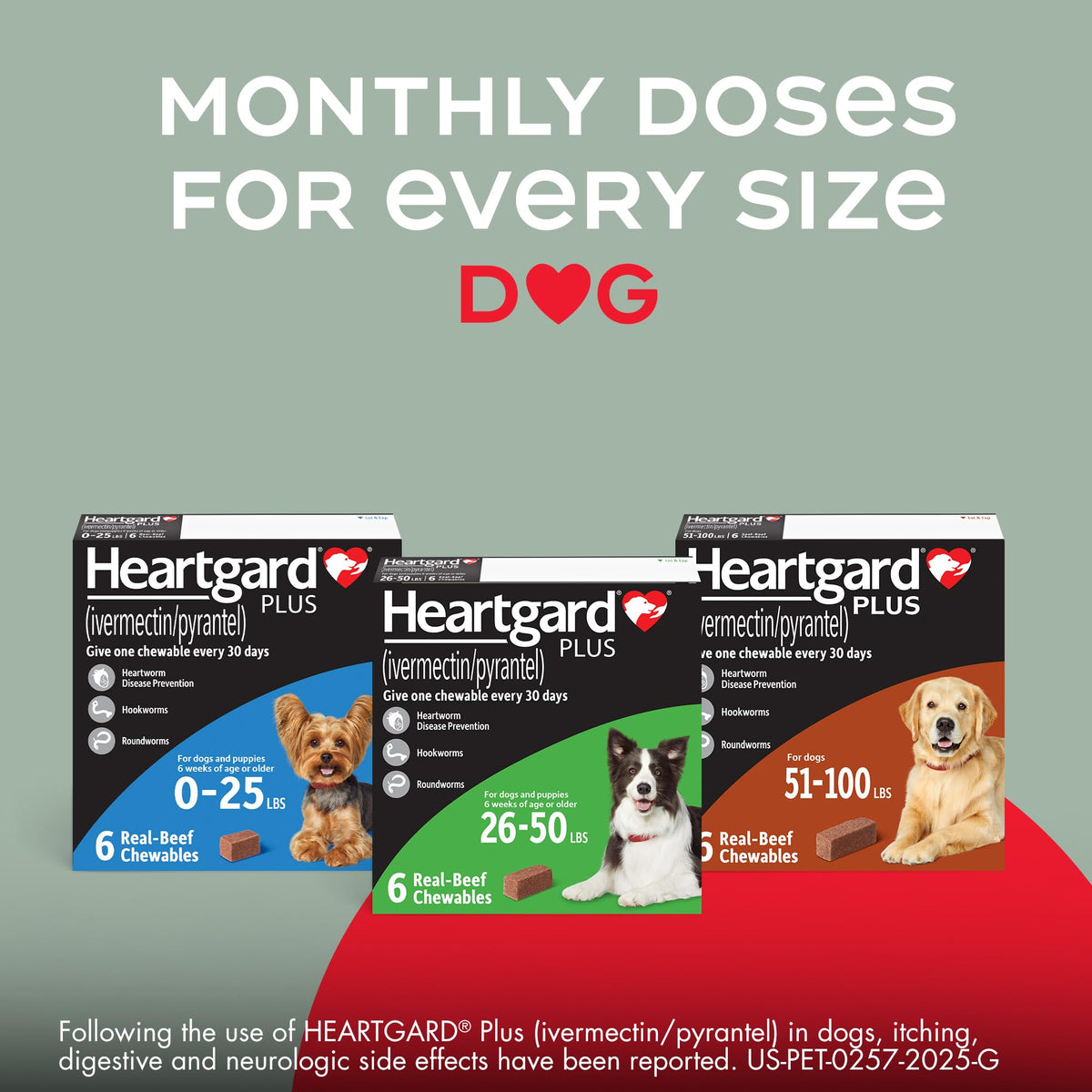 HEARTGARD Plus (ivermectin/pyrantel) Real-Beef Chewables for Dogs 51 -100 lbs (Brown Box) 12 Month Supply of Chews (Pack of 12)