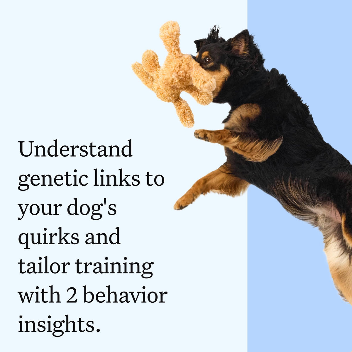 Wisdom Panel Essential Dog DNA Test, 430+ Breeds, 30 Health Tests