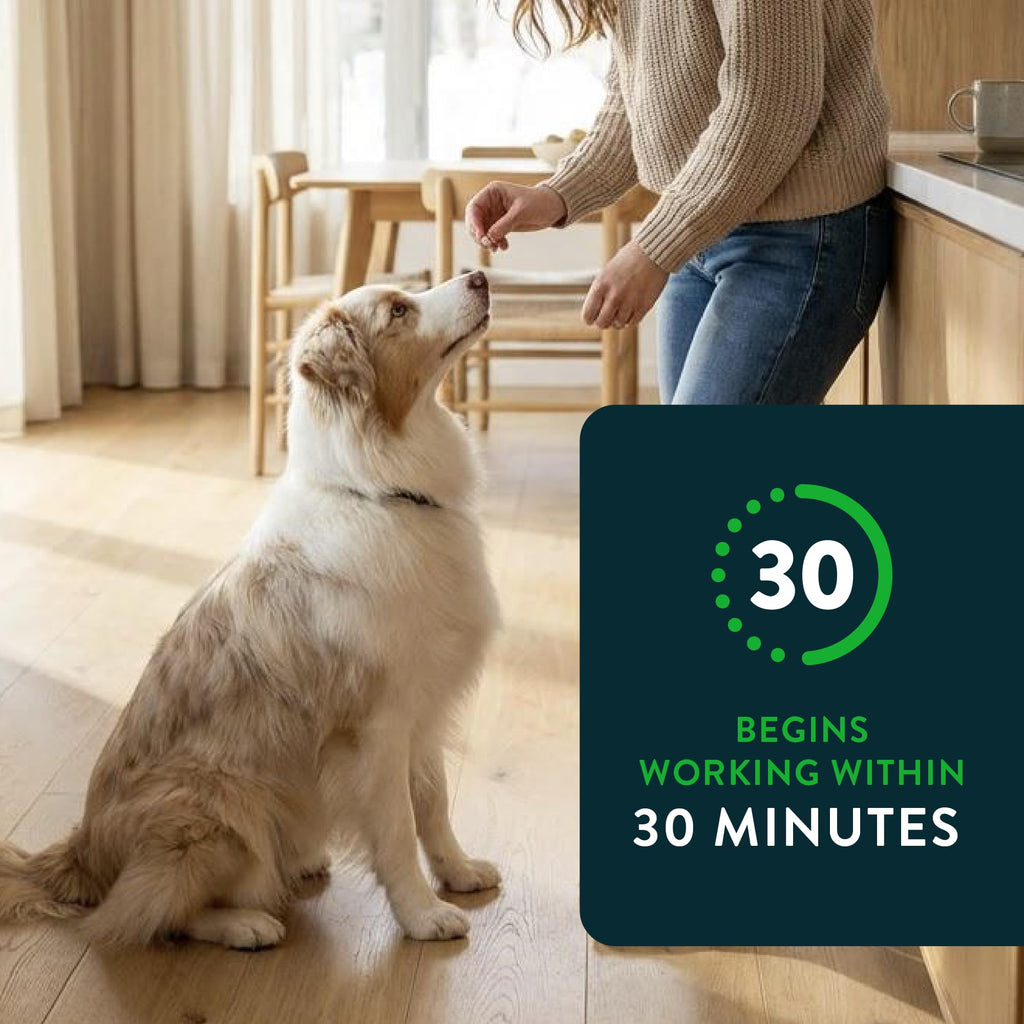 Capstar(nitenpyram) for Dogs Fast-Acting Oral Flea Treatment for Dogs Over 25 lbs, Vet-Recommended Medication Tablets