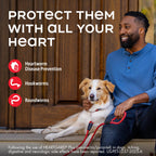HEARTGARD Plus (ivermectin/pyrantel) Real-Beef Chewables for Dogs 51 -100 lbs (Brown Box) 12 Month Supply of Chews (Pack of 12)