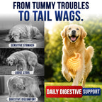 Vet Promise Probiotics for Dogs - Dog Probiotics with Digestive Enzymes, Soft Chews (PRBVP-70)