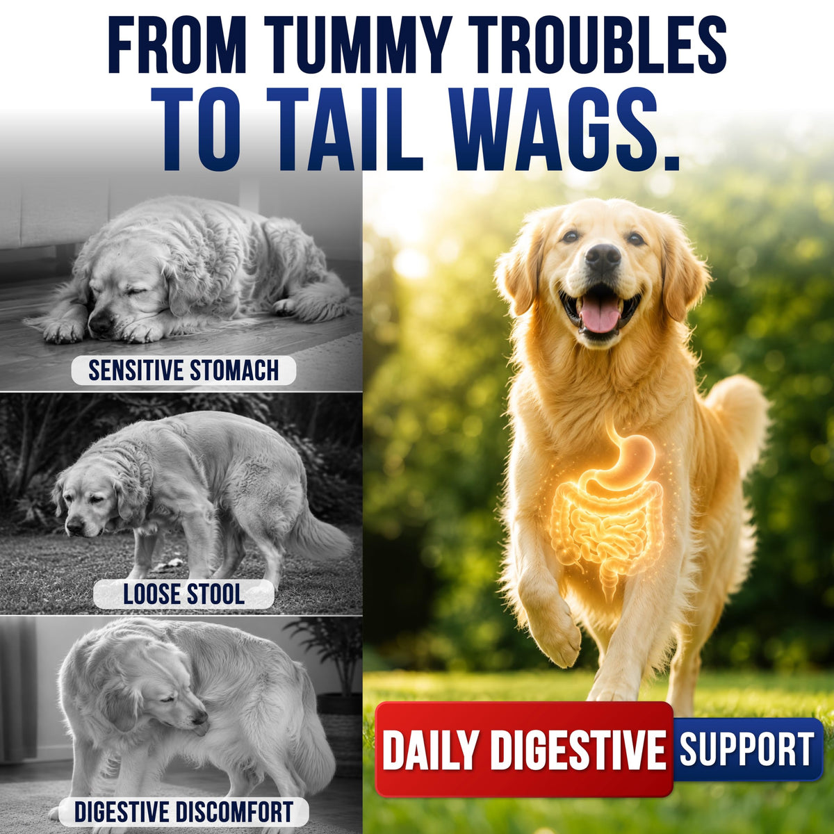 Vet Promise Probiotics for Dogs - Dog Probiotics with Digestive Enzymes, Soft Chews (PRBVP-70)