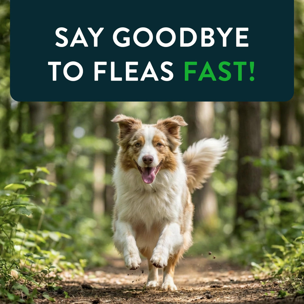 Capstar(nitenpyram) for Dogs Fast-Acting Oral Flea Treatment for Dogs Over 25 lbs, Vet-Recommended Medication Tablets
