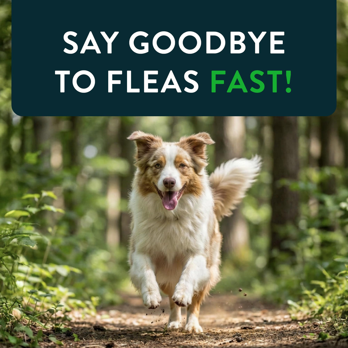Capstar(nitenpyram) for Dogs Fast-Acting Oral Flea Treatment for Dogs Over 25 lbs, Vet-Recommended Medication Tablets