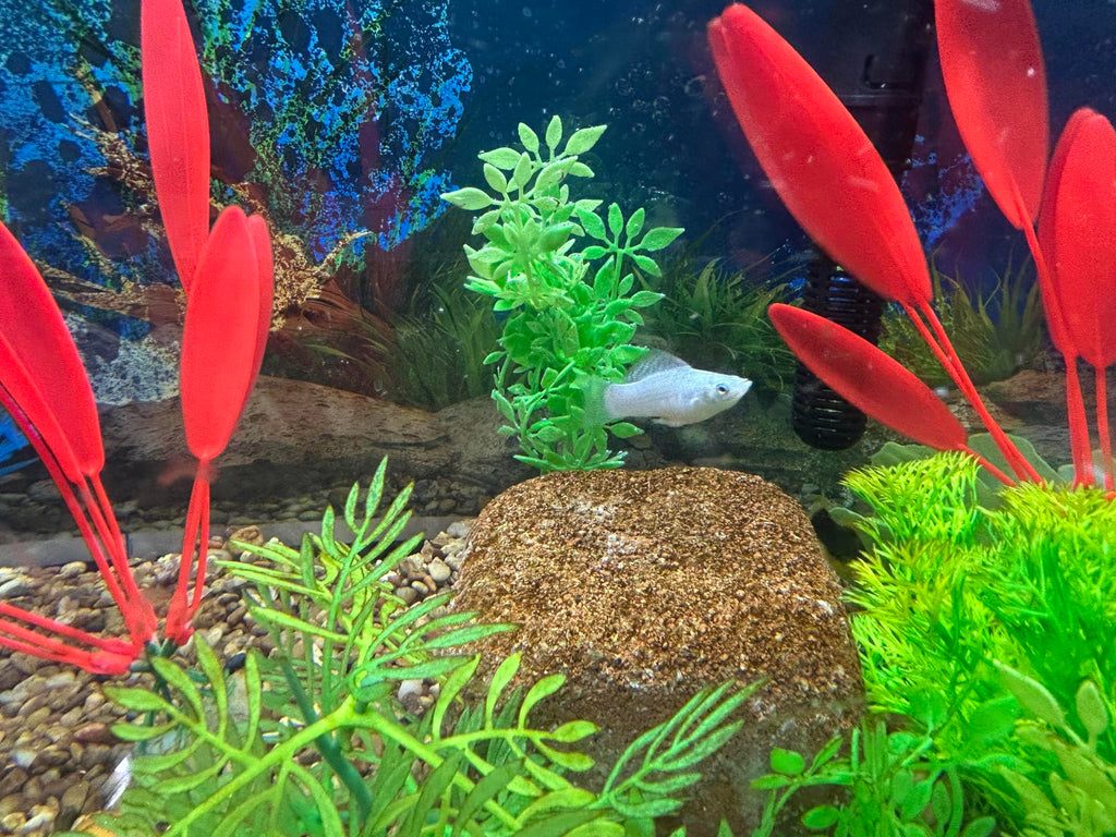 EcoBio-Block Aquarium Water Clarifier