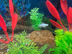 EcoBio-Block Aquarium Water Clarifier