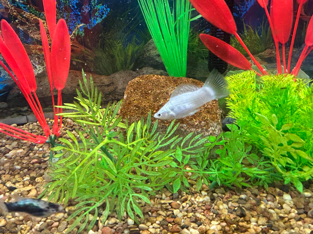 EcoBio-Block Aquarium Water Clarifier